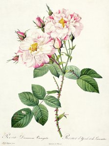 Rosa damascena variegata (York en Lancaster roos), gegraveerd door Bessin, uit 